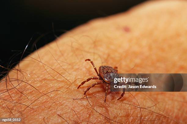 epping national park, queensland, australia. grass or bull dog tick on a human arm. - dog tick fotografías e imágenes de stock