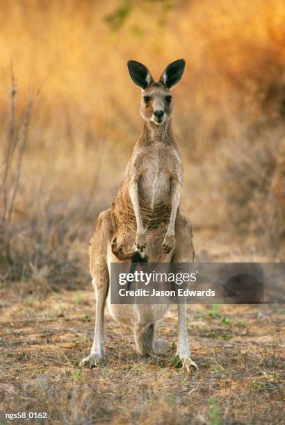 epping national park, queensland, australia. an eastern gray kangaroo with a joey in her pouch. - grey kangaroo stock pictures, royalty-free photos & images