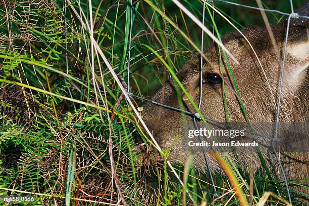 bunyip state park, victoria, australia. a sambar deer eating grasses near a wire fence. - state stockfoto's en -beelden