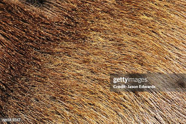 bunyip state park, victoria, australia. close view of the fur of the sambar deer. - para state fotografías e imágenes de stock