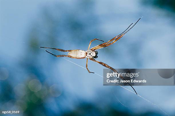 epping national park, queensland, australia. an orb weaving spider in its web. - weaving - fotografias e filmes do acervo