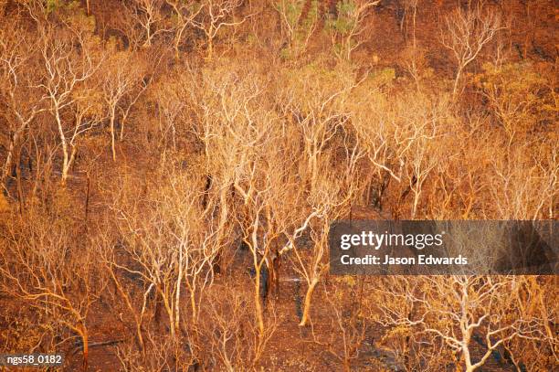 north of katherine, northern territory, australia. elevated view of salmon gum trees destroyed by fire. - kathy gets stock pictures, royalty-free photos & images