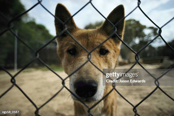 australia. a rare alpine dingo behind a chain link fence. - dingoes photos et images de collection
