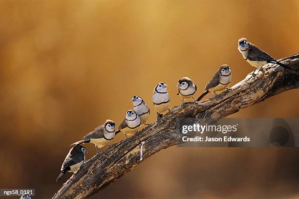 epping national park, queensland, australia. a group of double-barred finches flocked on a tree branch. - academy of motion picture arts and sciences special screening and discussion of shirley clarkes portrait of jason stockfoto's en -beelden