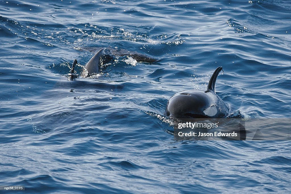 Continental Shelf, New South Wales, Australia. A pair of killer whales swimming near the Continental Shelf.