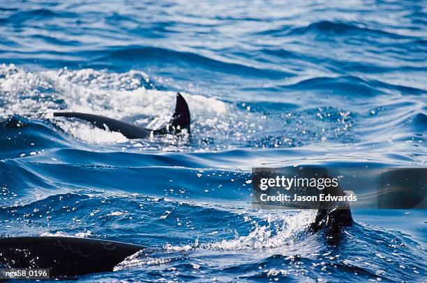 continental shelf, new south wales, australia. a pair of killer whales swimming near the continental shelf. - academy of motion picture arts and sciences special screening and discussion of shirley clarkes portrait of jason stockfoto's en -beelden