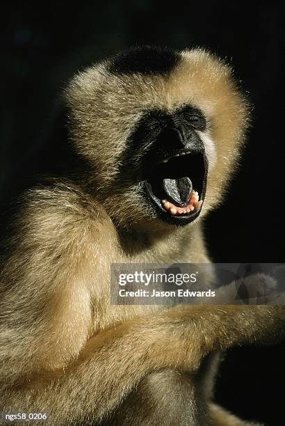 zoological board of victoria, melbourne, australia. portrait of a female white-cheeked gibbon with her mouth open. - gibbon stock pictures, royalty-free photos & images