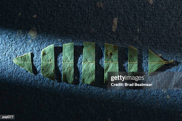 cut leaf on blue-gray background - brad stockfoto's en -beelden