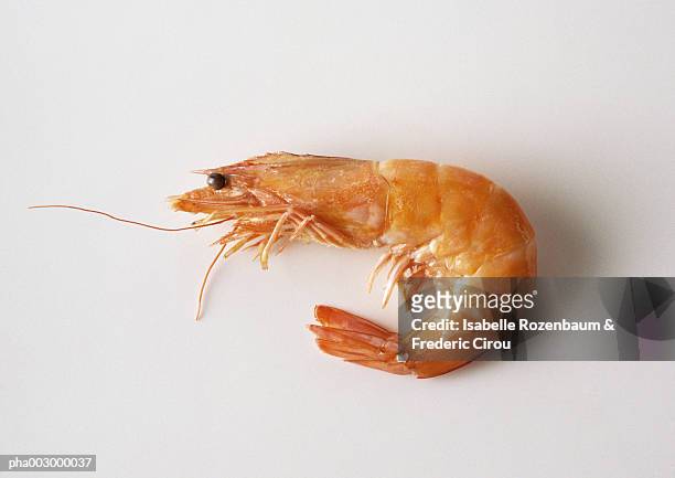 raw shrimp, side view, close-up - shrimp foto e immagini stock