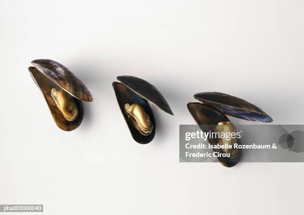 three mussels lined up against white background, high angle view - grupo pequeno de animais - fotografias e filmes do acervo