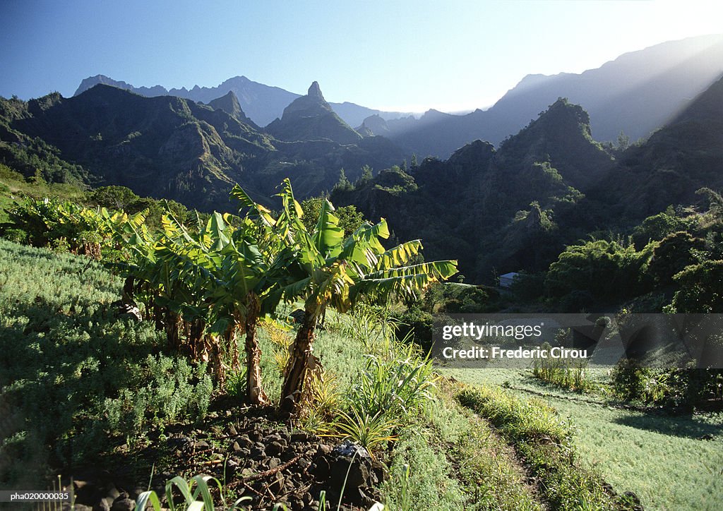 Palm trees, mountains in background