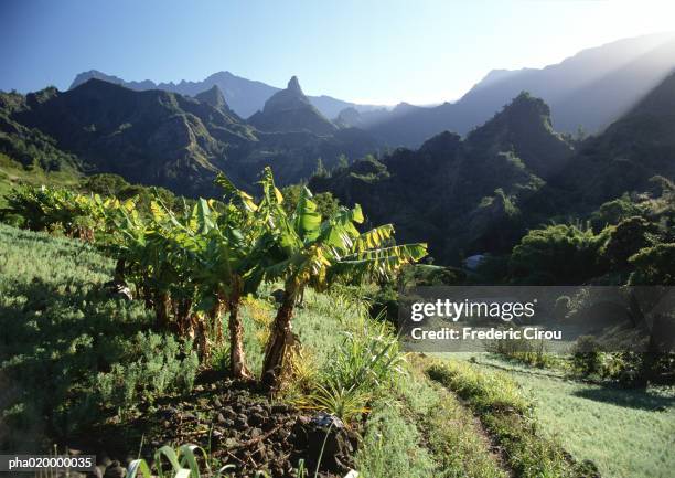 palm trees, mountains in background - mascarene islands stock pictures, royalty-free photos & images