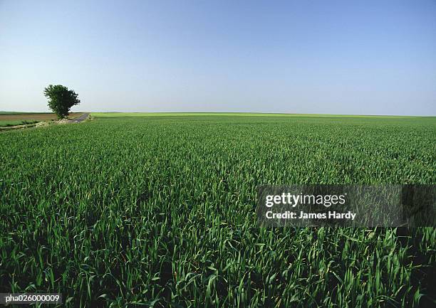 france, picardy, crop field with single tree. - oise stockfoto's en -beelden