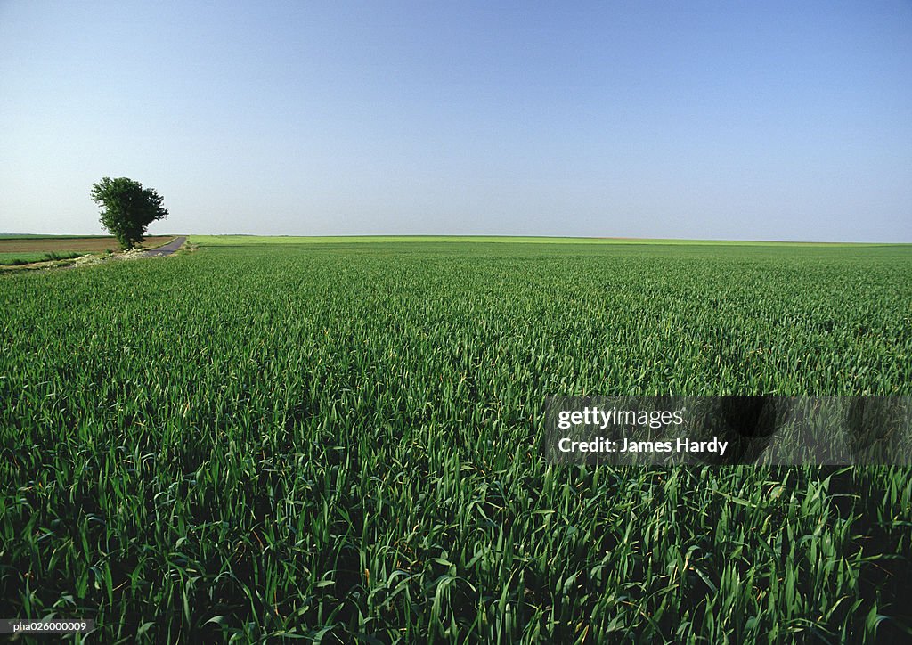 France, picardy, crop field with single tree.