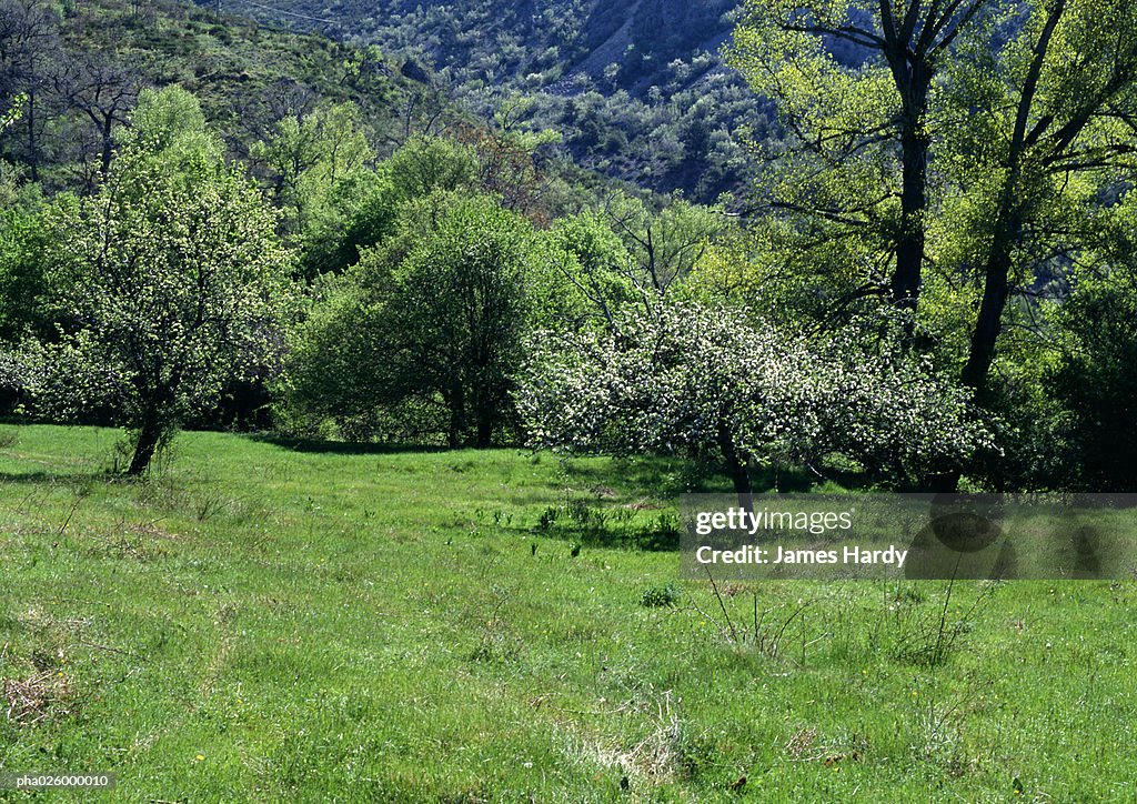 France, Provence, field with trees in background.