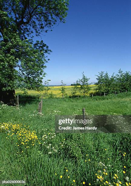 field of long growing grass and flowers with fence and tree - oise stockfoto's en -beelden