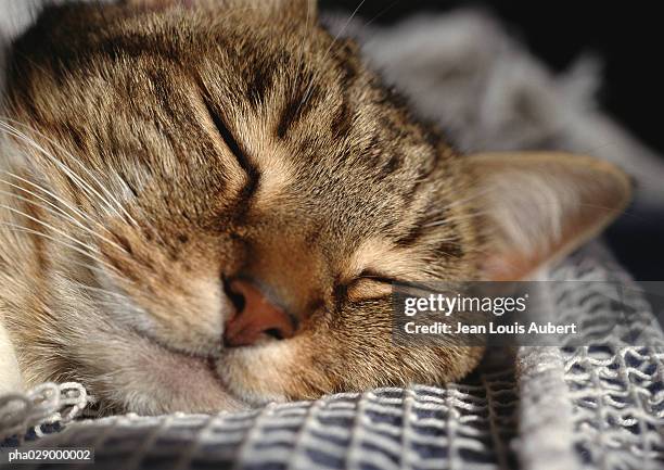 cat sleeping, face, extreme close-up. - mixed breed cat stock pictures, royalty-free photos & images