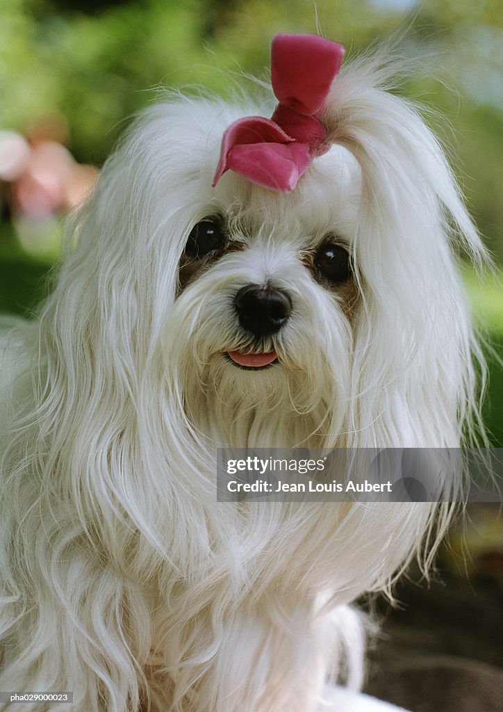Small, long-haired, white dog with bow on head.