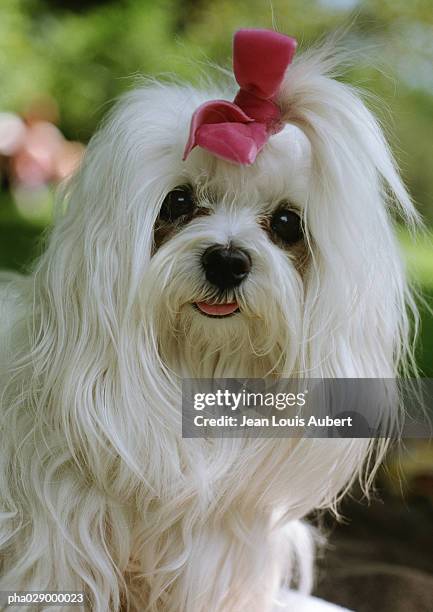 small, long-haired, white dog with bow on head. - bichon stock pictures, royalty-free photos & images