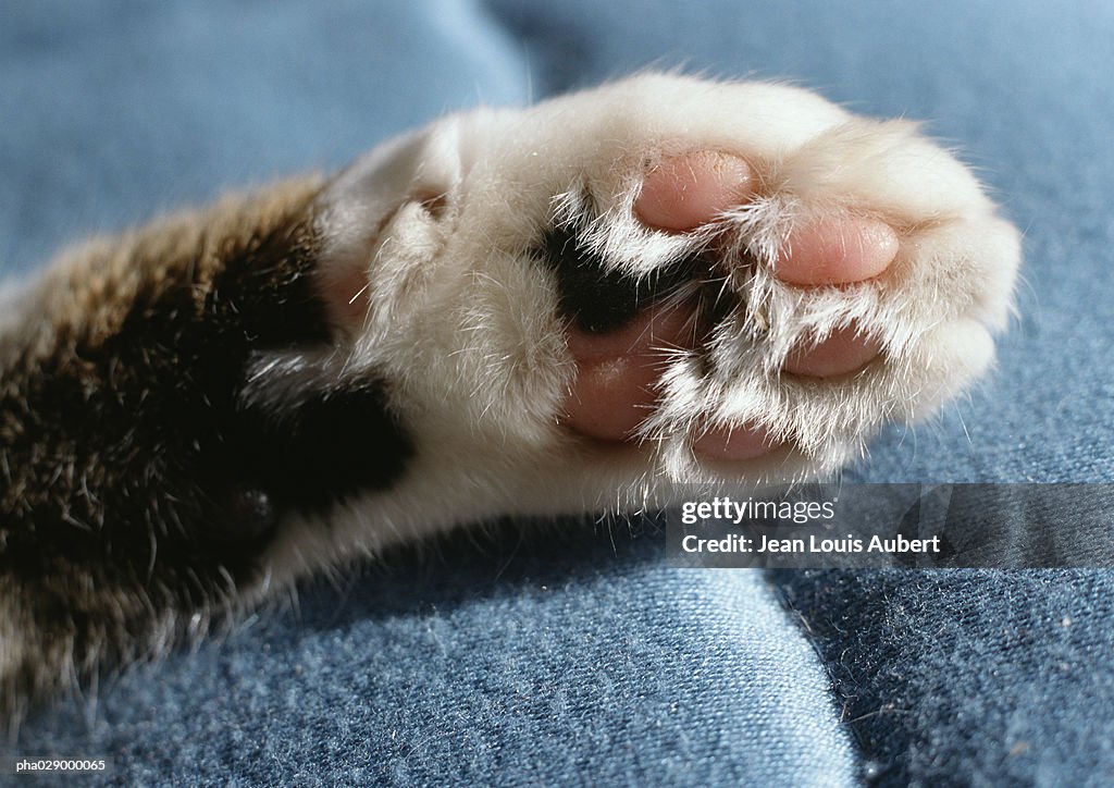 Tabby cat paw, closeup.