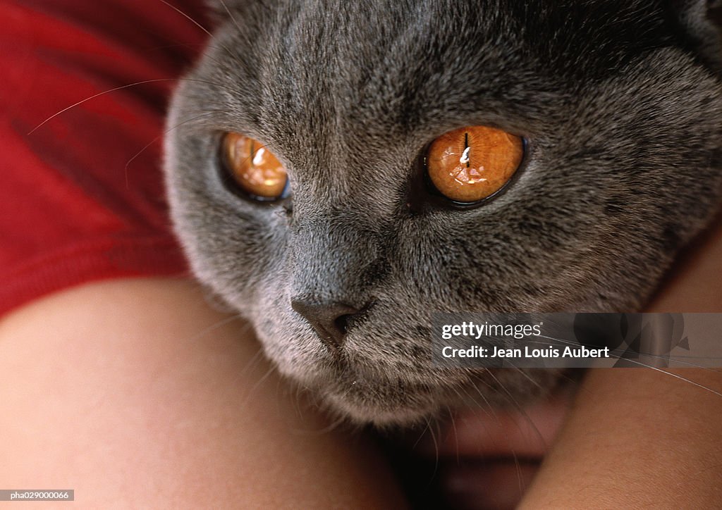 Grey cat with orange-yellow eyes being held, close-up on head