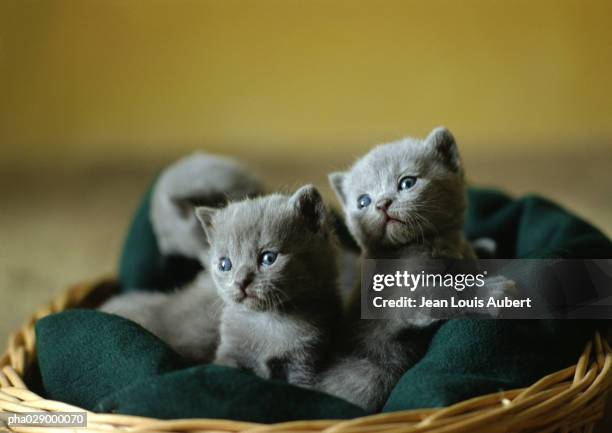 litter of grey kittens in basket. - rassekatze stock-fotos und bilder