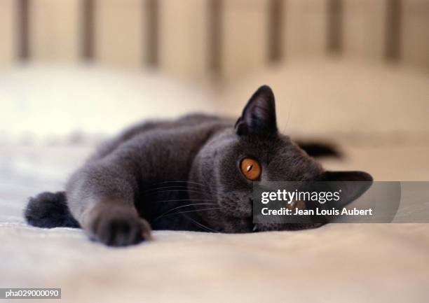 gray cat with orange eyes lying on bed, frontal view of face and front paw - chartreux cat stock pictures, royalty-free photos & images