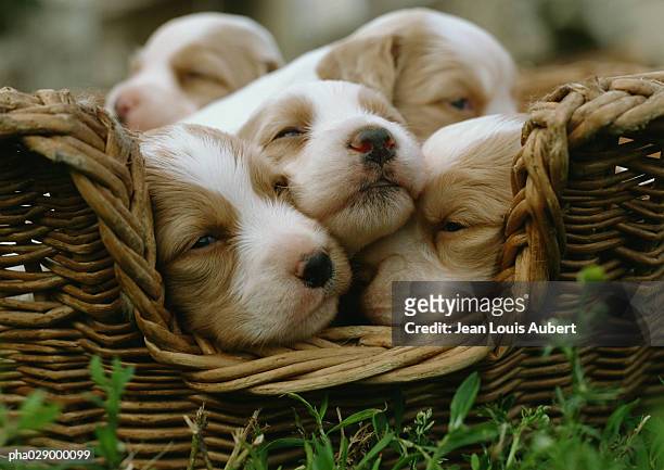 spaniel puppies in a basket. - jong dier stockfoto's en -beelden