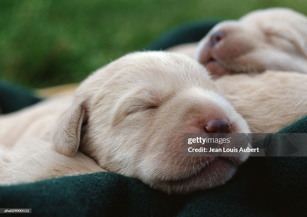 Puppies' faces, eyes closed, close-up.