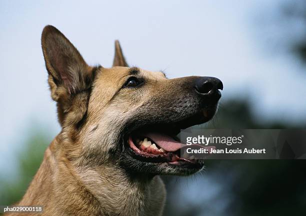 german shepherd, mouth open, looking away, close-up of head, side view. - ジャーマンシェパード ストックフォトと画像
