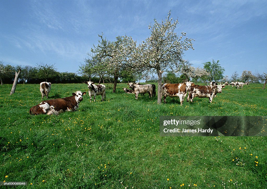 Cows in a green field.