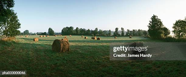 france, bales of hay in grassy field, panoramic view - pflanzliche verfassung stock-fotos und bilder
