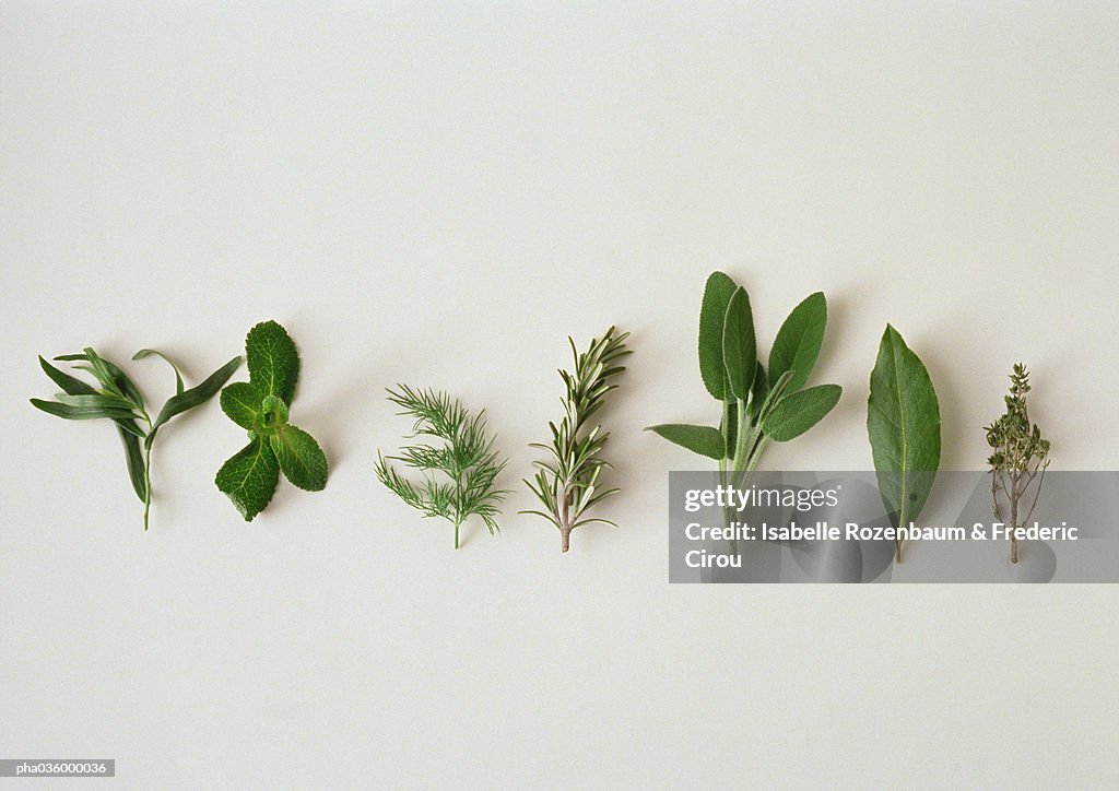 Various herbs, lined up horizontally, white background