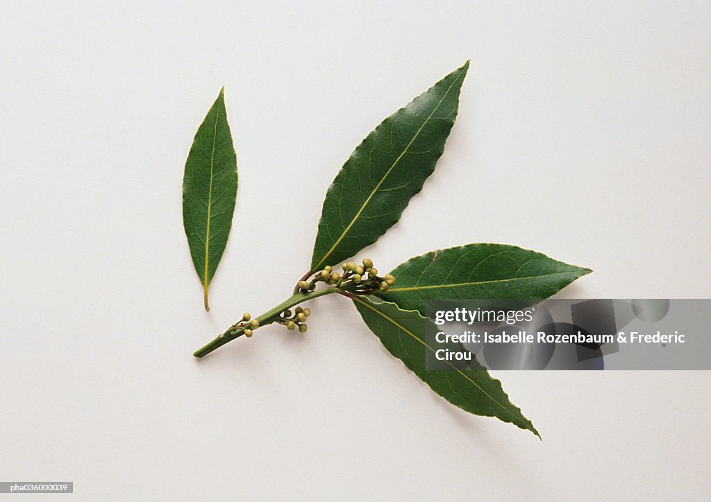 Bay leaves, white background