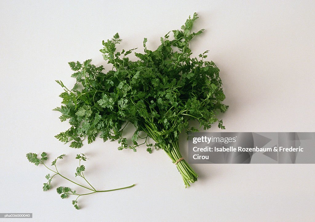 Bunch of cilantro, white background