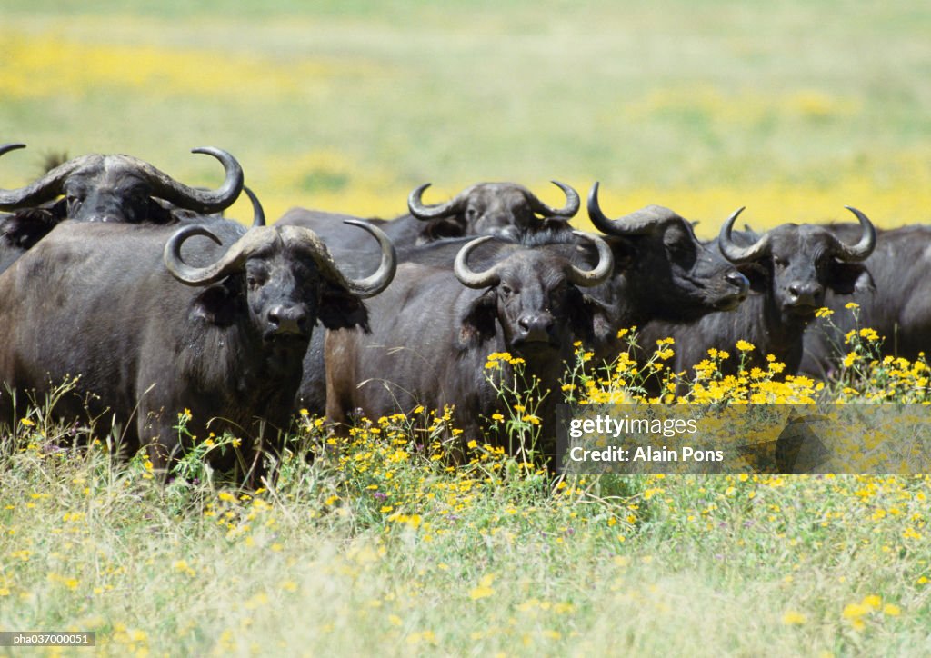 Africa, Tanzania, herd of buffalo, looking at camera