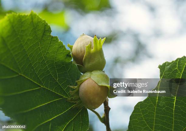 hazelnut tree leaves and stem, focus on hazelnuts, close-up - hazel tree stock pictures, royalty-free photos & images