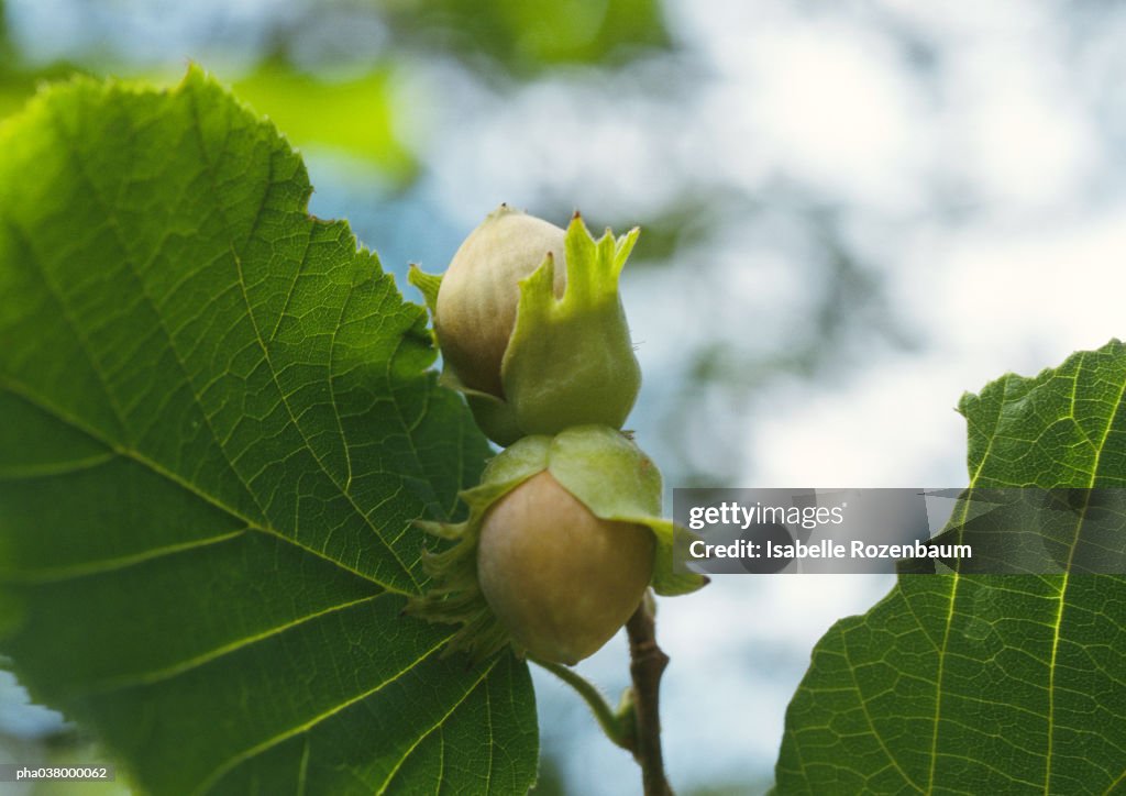 Hazelnut tree leaves and stem, focus on hazelnuts, close-up