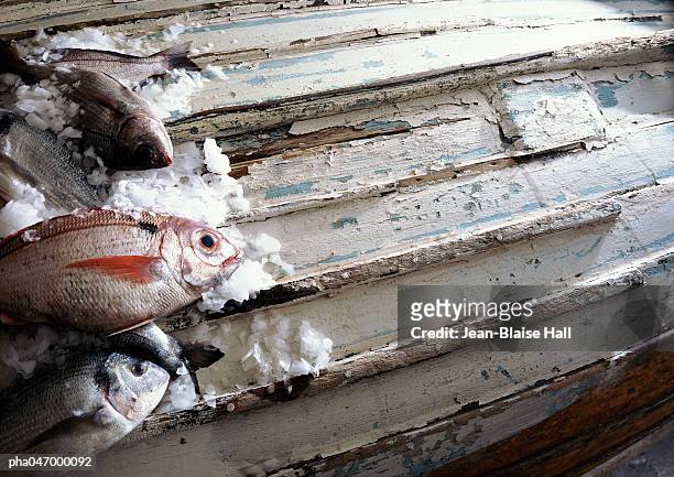 fish on ice,  on underside of boat, out of frame - out of frame stock-fotos und bilder