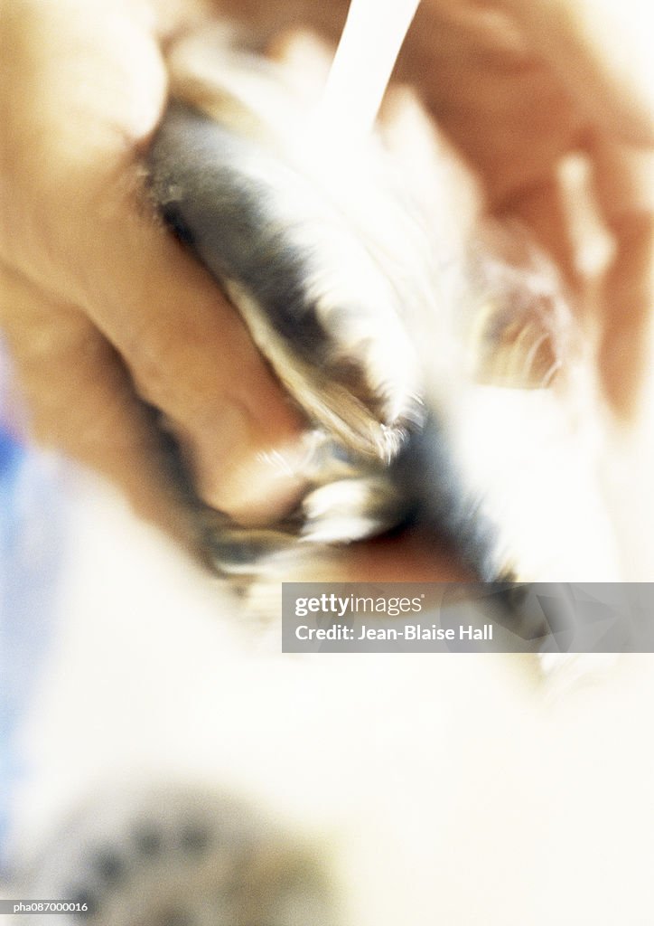 Close-up of hands washing mussels.