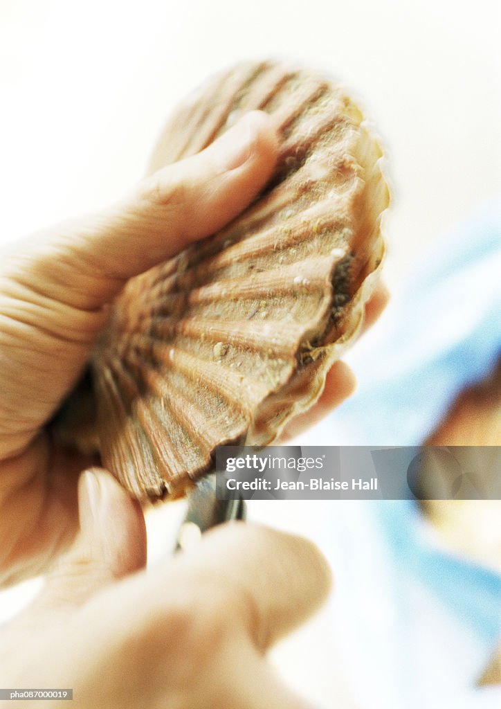 Close-up of hand opening a scallop.