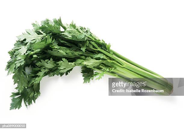 celery, full length - 芹菜 個照片及圖片檔