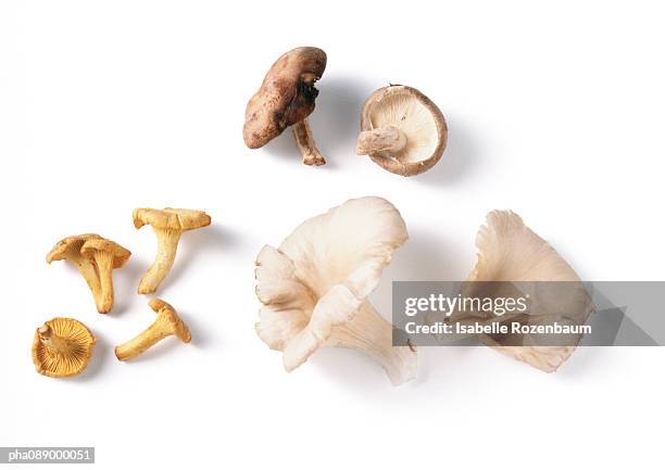 different types of mushrooms. - mushroom types stockfoto's en -beelden