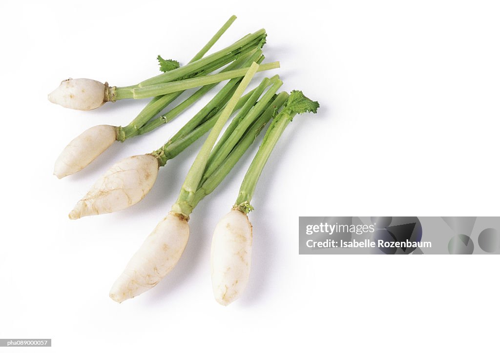 Dikon radishes, full length