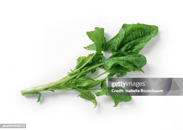 spinach stem and leaves, full length - leaf stem stock pictures, royalty-free photos & images