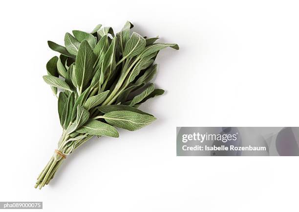 bunch of fresh sage - sage stock pictures, royalty-free photos & images