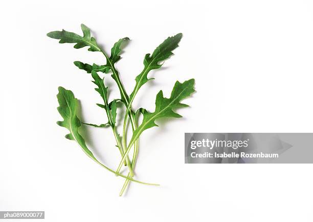 arugula leaves, close-up - rucola stock-fotos und bilder