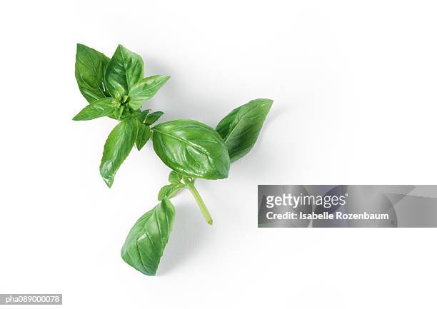 stem of fresh basil, close-up - basil stock pictures, royalty-free photos & images