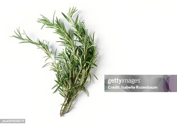 rosemary - romero fotografías e imágenes de stock