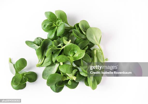 lamb's lettuce, close-up - mache stock pictures, royalty-free photos & images